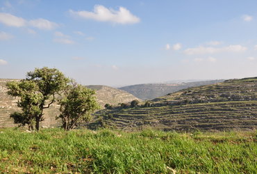 Ana Tasič: Palestina - sprehod med oljkami