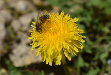 Sobota za družbo: Dan za čebele in opraševalce